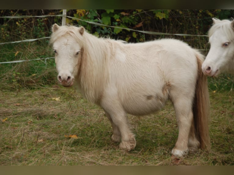 Mini Shetland Pony Hengst 8 Jahre 68 cm Brauner in Kassel