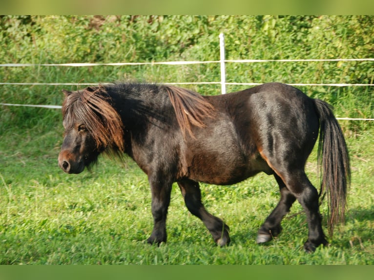 Mini Shetland Pony Hengst 8 Jahre 68 cm Brauner in Kassel