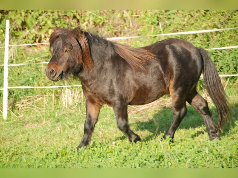 Mini Shetland Pony Hengst 8 Jahre 68 cm Brauner in Kassel