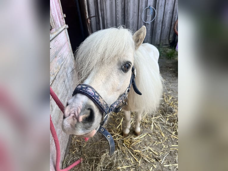 Mini Shetland Pony Hengst 8 Jahre 75 cm Palomino in Eberhardzell
