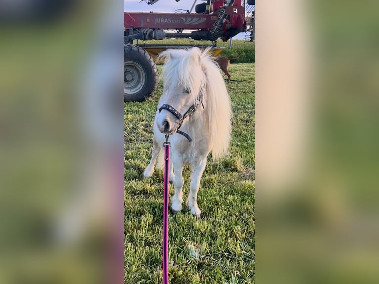Mini Shetland Pony Hengst 8 Jahre 75 cm Palomino in Eberhardzell