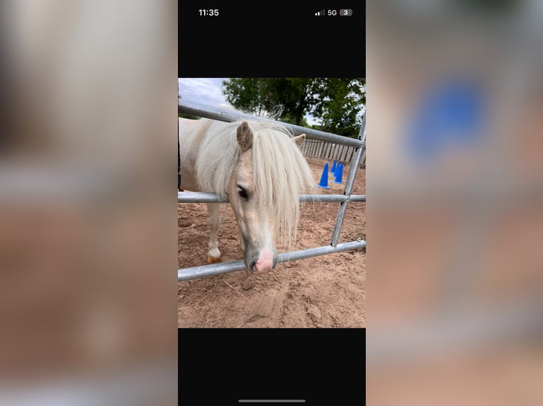 Mini Shetland Pony Hengst 8 Jahre 75 cm Palomino in Eberhardzell