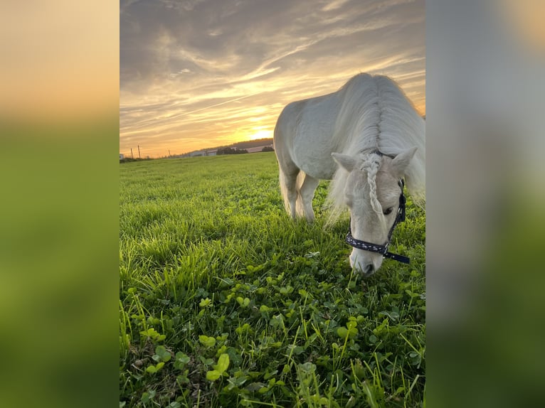 Mini Shetland Pony Hengst 8 Jahre 75 cm Palomino in Eberhardzell