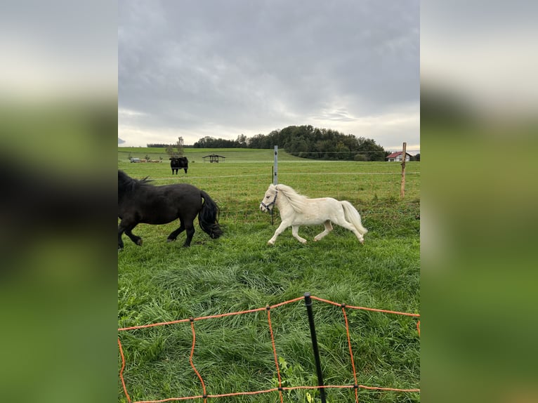 Mini Shetland Pony Hengst 8 Jahre 75 cm Palomino in Eberhardzell