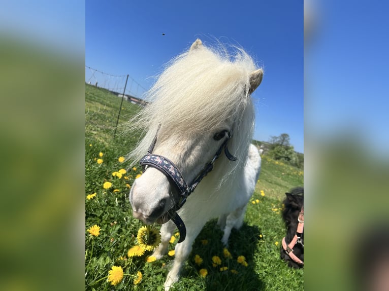 Mini Shetland Pony Hengst 8 Jahre 75 cm Palomino in Eberhardzell