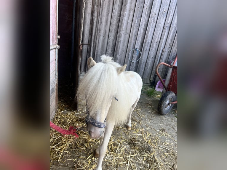 Mini Shetland Pony Hengst 8 Jahre 75 cm Palomino in Eberhardzell