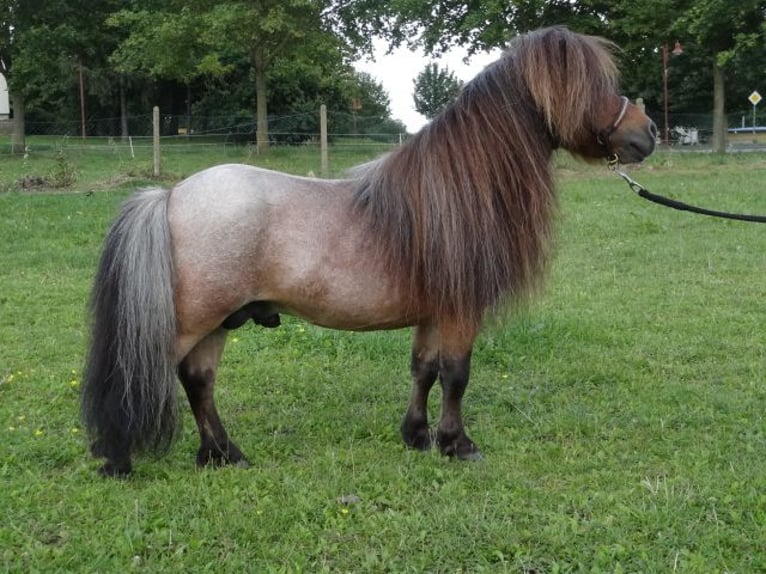 Mini Shetland Pony Hengst 8 Jahre 78 cm Roan-Bay in Gutow