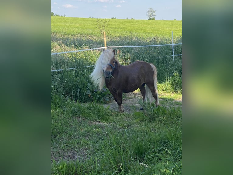 Mini Shetland Pony Hengst 8 Jahre 83 cm Fuchs in Overath