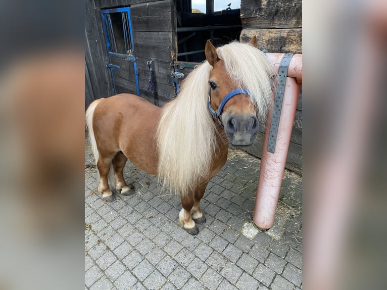 Mini Shetland Pony Hengst 8 Jahre 83 cm Fuchs in Overath