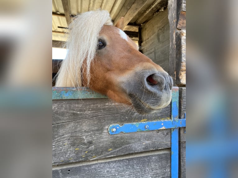 Mini Shetland Pony Hengst 8 Jahre 83 cm Fuchs in Overath