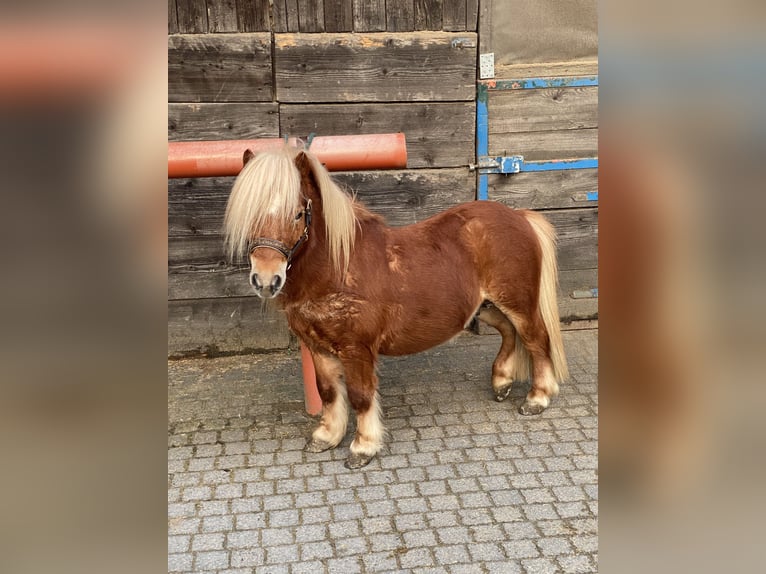 Mini Shetland Pony Hengst 8 Jahre 83 cm Fuchs in Overath