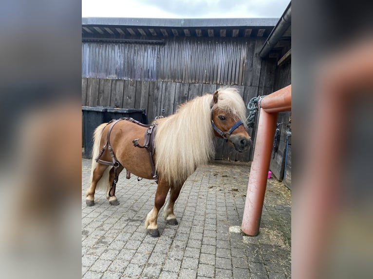 Mini Shetland Pony Hengst 8 Jahre 83 cm Fuchs in Overath
