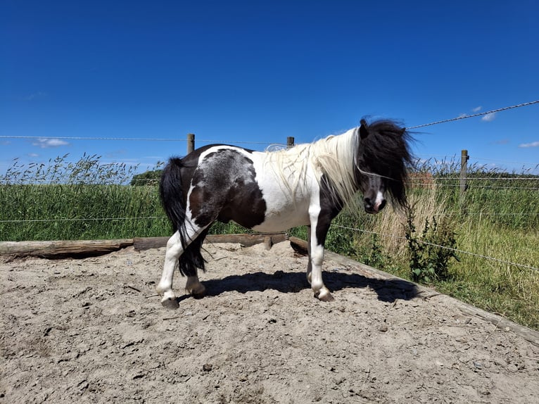Mini Shetland Pony Hengst 8 Jahre 85 cm  in Schrozberg