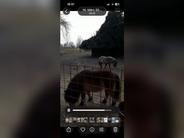 Mini Shetland Pony Hengst 8 Jahre Falbe in Sande