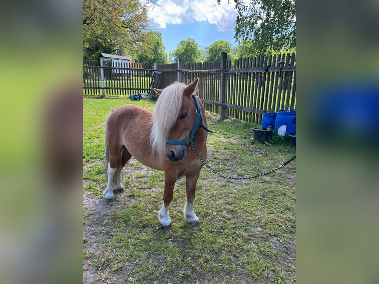 Mini Shetland Pony Hengst 9 Jahre 90 cm Schecke in Lemgow