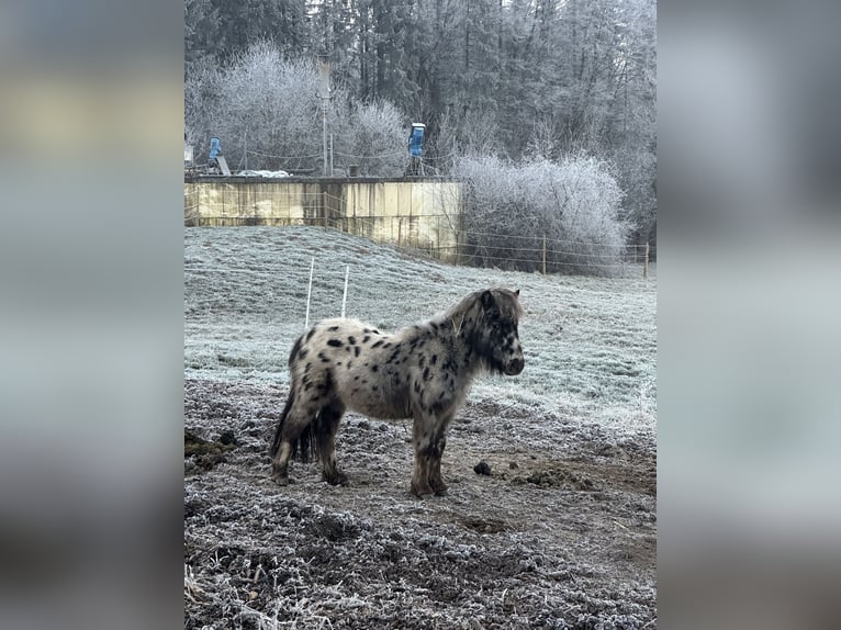 Mini Shetland Pony Hengst Appaloosa in Stockach