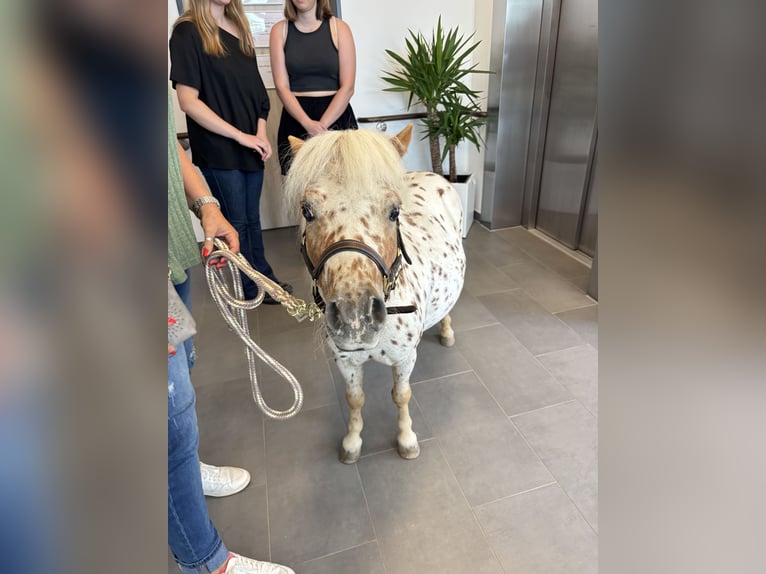 Mini Shetland Pony Hengst Appaloosa in Sankt Sebastian