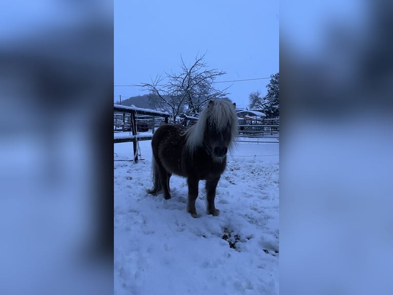Mini Shetland Pony Hengst in Blankenheim