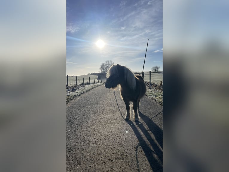 Mini Shetland Pony Hengst in Blankenheim