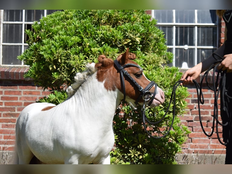 Mini Shetland Pony Hengst in D&#xE4;tgen