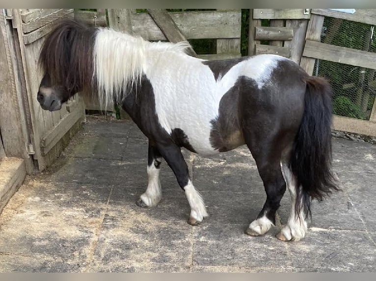 Mini Shetland Pony Hengst Dunkelbrauner in Bisingen