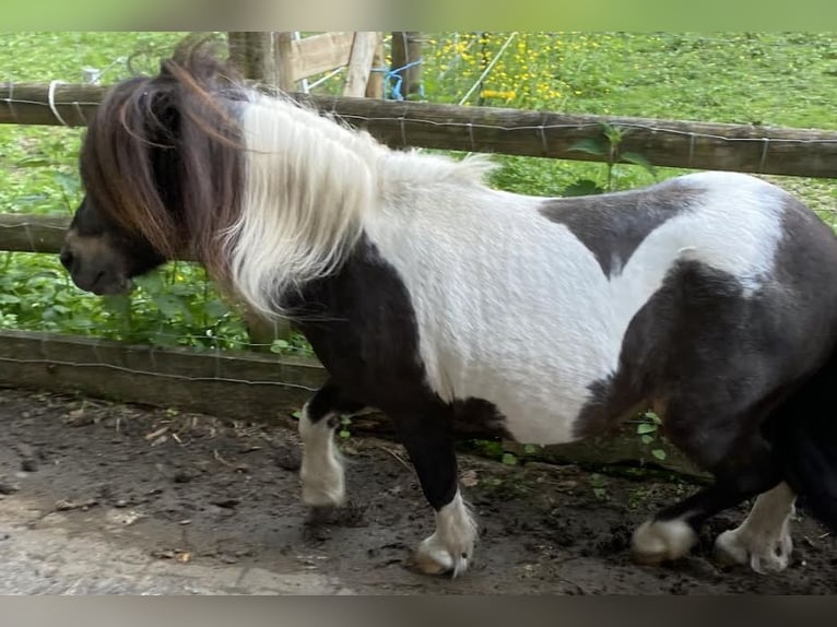 Mini Shetland Pony Hengst Dunkelbrauner in Bisingen