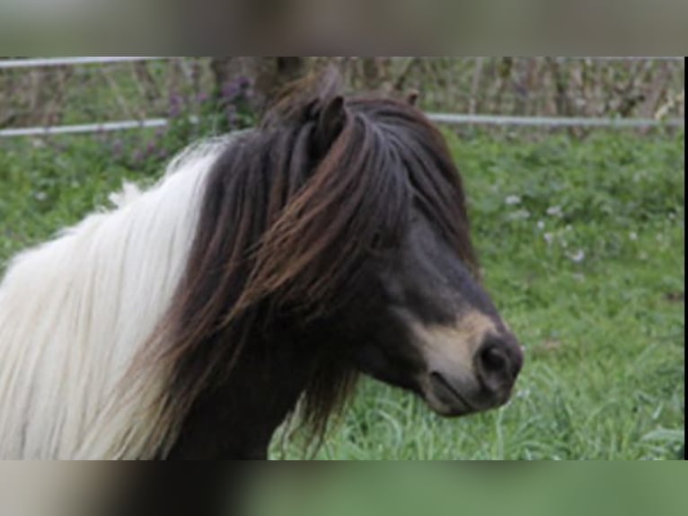 Mini Shetland Pony Hengst Dunkelbrauner in Bisingen