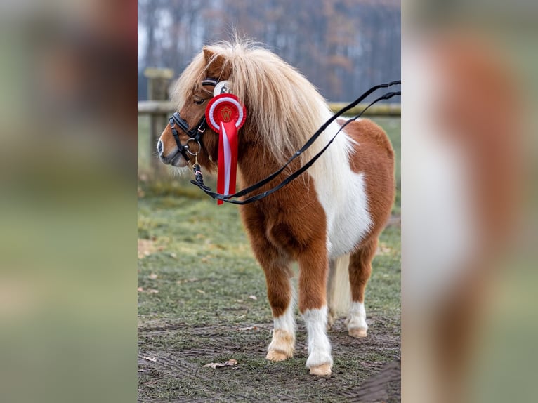 Mini Shetland Pony Hengst in G&#xFC;tersloh