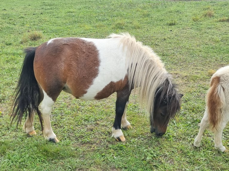 Mini Shetland Pony Hengst Fohlen (07/2024) 80 cm Schecke in Heringen (Werra)