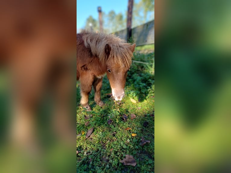 Mini Shetland Pony Hengst Fohlen (04/2024) 82 cm Dunkelfuchs in Linnich