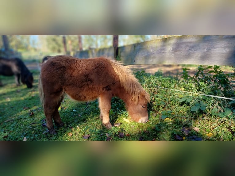 Mini Shetland Pony Hengst Fohlen (04/2024) 82 cm Dunkelfuchs in Linnich