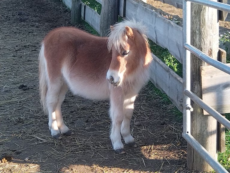 Mini Shetland Pony Hengst Fohlen (05/2024) 84 cm Fuchs in Seyring