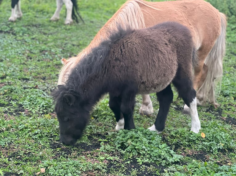 Mini Shetland Pony Hengst Fohlen (05/2024) 85 cm Rappe in Günzburg