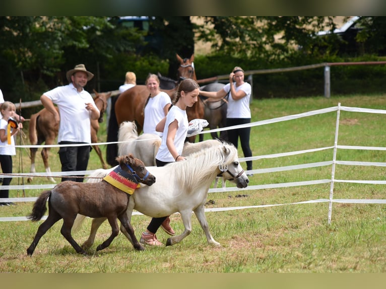 Mini Shetland Pony Hengst Fohlen (06/2024) 85 cm Schimmel in Behringen