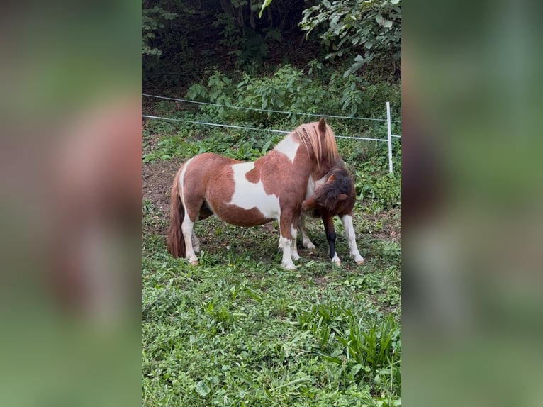 Mini Shetland Pony Hengst Fohlen (04/2025) 86 cm Brauner in Frallach
