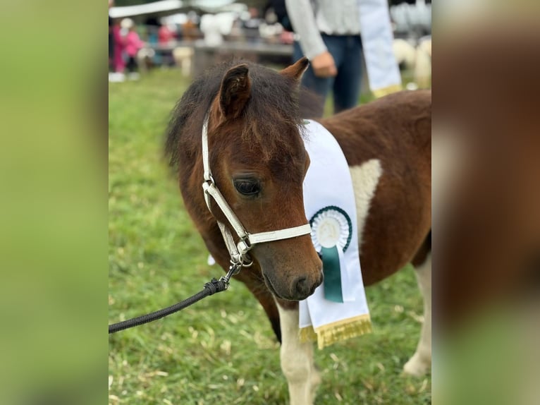 Mini Shetland Pony Hengst Fohlen (04/2025) 86 cm Brauner in Frallach