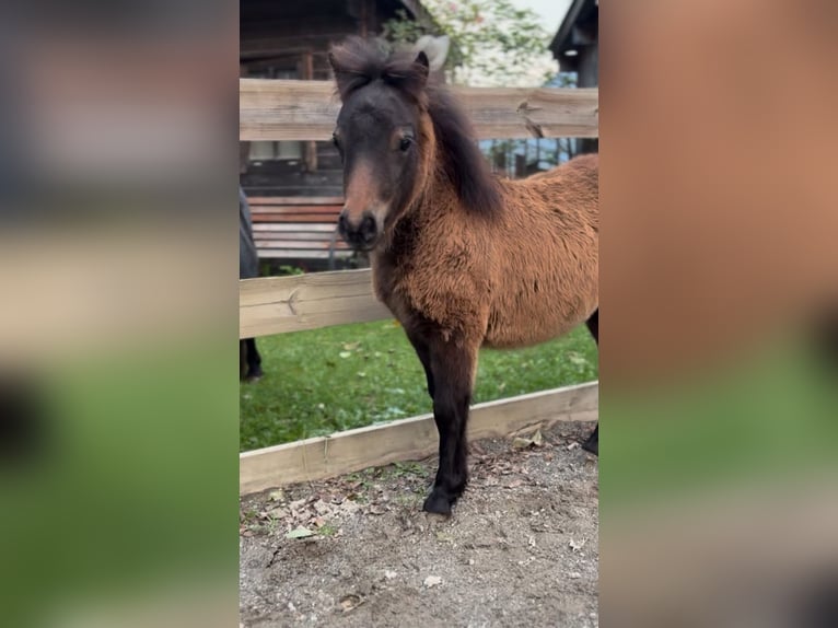 Mini Shetland Pony Hengst Fohlen (04/2025) 86 cm Brauner in Frallach
