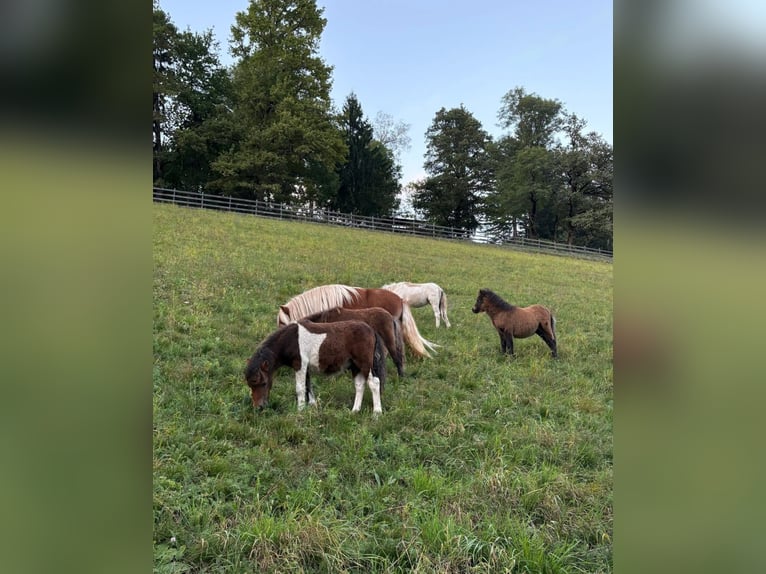 Mini Shetland Pony Hengst Fohlen (04/2025) 86 cm Brauner in Frallach