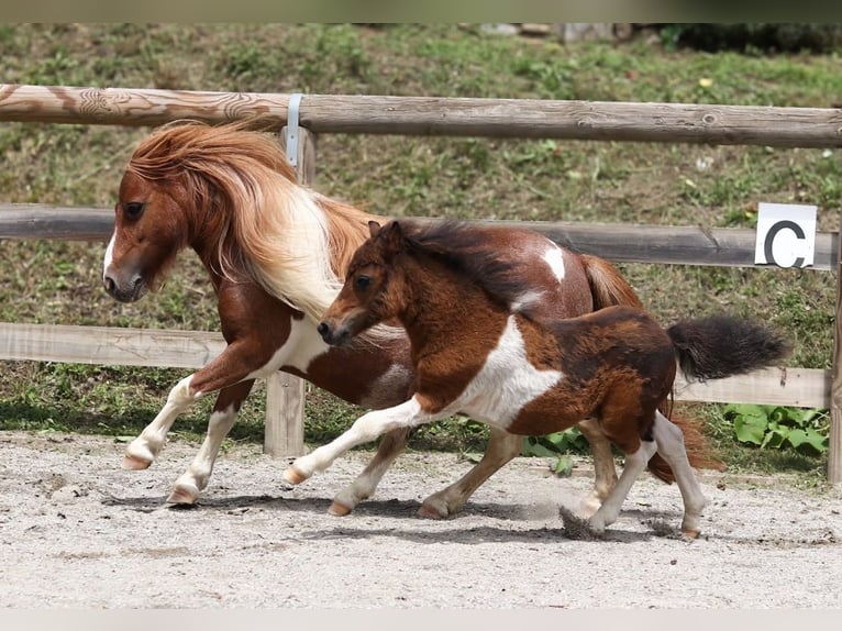 Mini Shetland Pony Hengst Fohlen (04/2025) 86 cm Brauner in Frallach