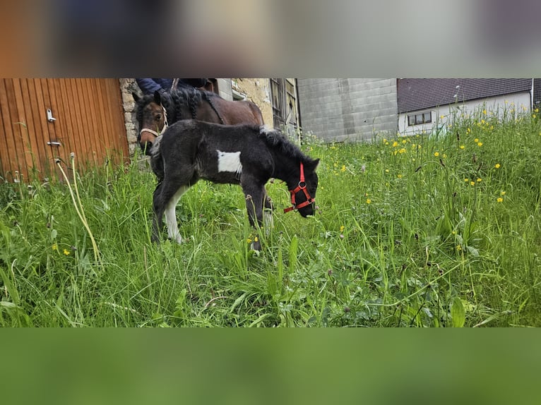 Mini Shetland Pony Hengst Fohlen (01/2024) 95 cm Schecke in Burladingen