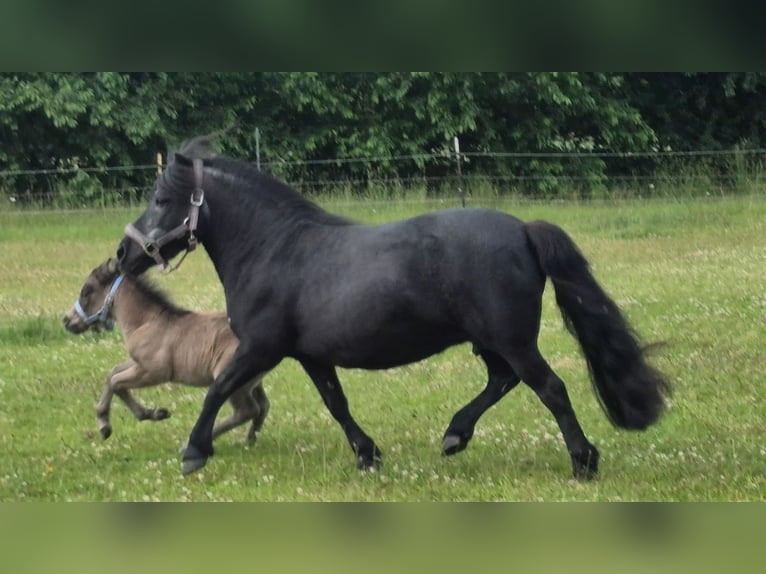 Mini Shetland Pony Hengst Fohlen (06/2026) Buckskin in Lentföhrden