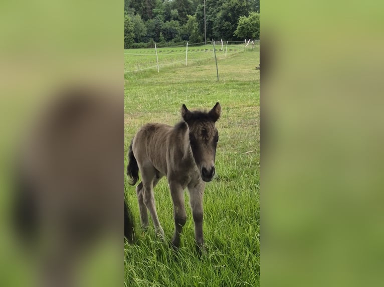 Mini Shetland Pony Hengst Fohlen (06/2026) Buckskin in Lentföhrden