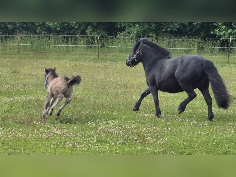 Mini Shetland Pony Hengst Fohlen (06/2026) Buckskin in Lentföhrden