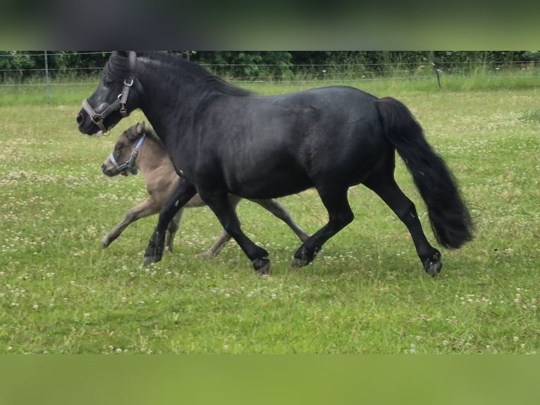 Mini Shetland Pony Hengst Fohlen (06/2026) Buckskin in Lentföhrden