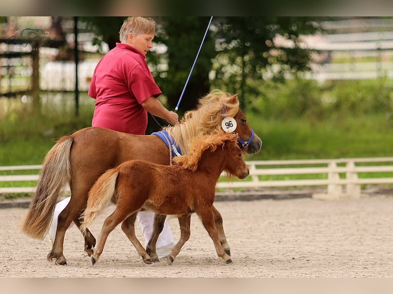 Mini Shetland Pony Hengst Fohlen (04/2025) Fuchs in Reppichau