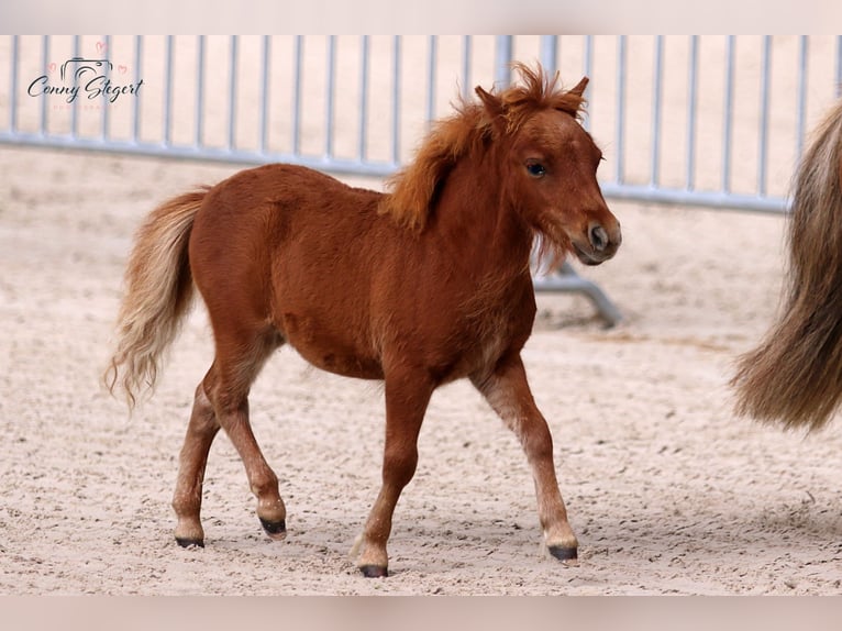 Mini Shetland Pony Hengst Fohlen (04/2025) Fuchs in Reppichau