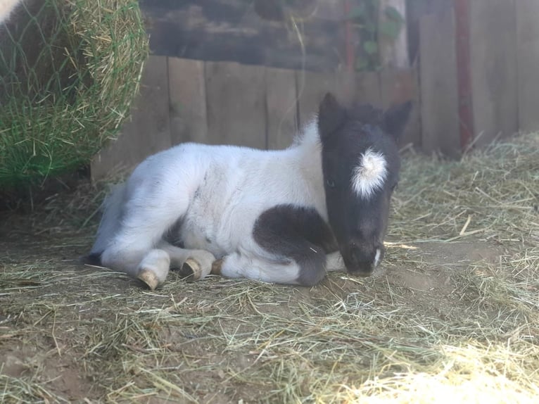 Mini Shetland Pony Hengst Fohlen (04/2026) Rappschimmel in Deutschlandsberg