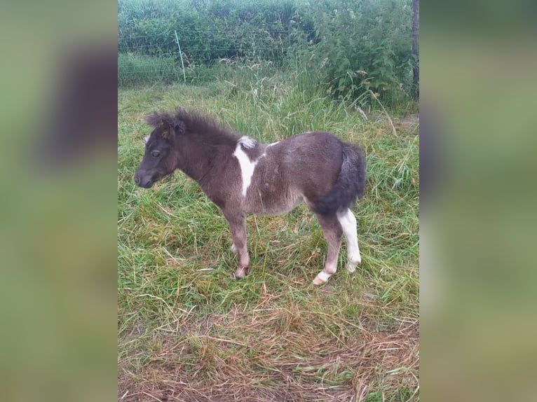 Mini Shetland Pony Hengst Fohlen (05/2024) Schecke in Unlingen