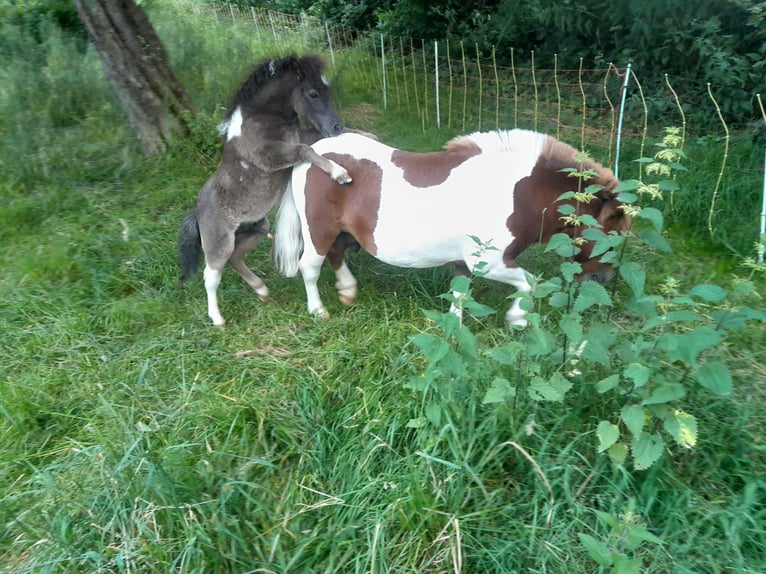 Mini Shetland Pony Hengst Fohlen (05/2024) Schecke in Unlingen