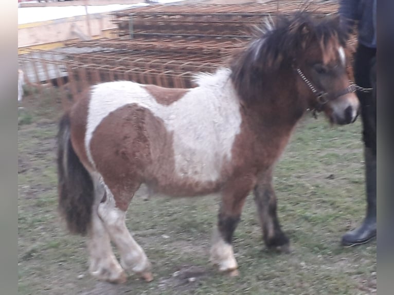 Mini Shetland Pony Hengst Fohlen (05/2024) Schecke in Kleblach-Lind